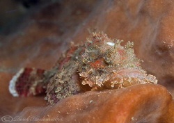 Scorpion fish on sponge. Lembeh straits. D200, 60mm. by Derek Haslam 